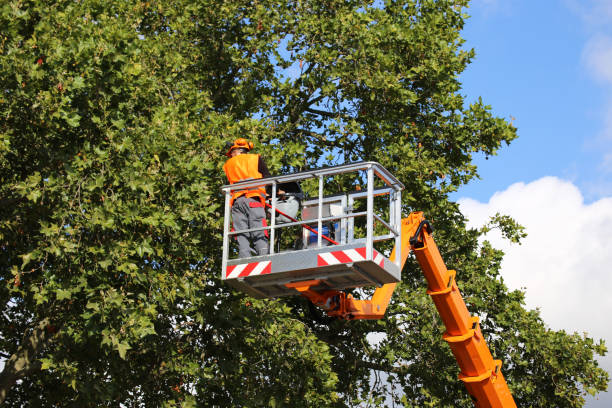 Best Root Management and Removal  in Pearl, MS