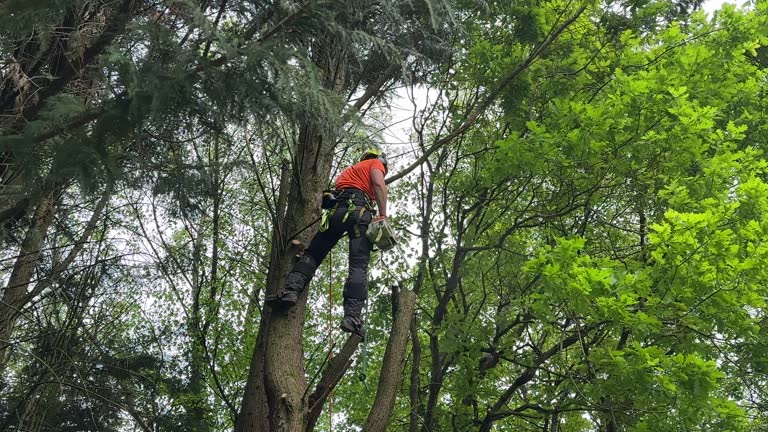 Why Choose Our Tree Removal Services in Pearl, MS?