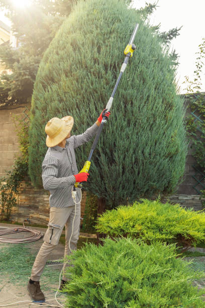 Best Fruit Tree Pruning  in Pearl, MS